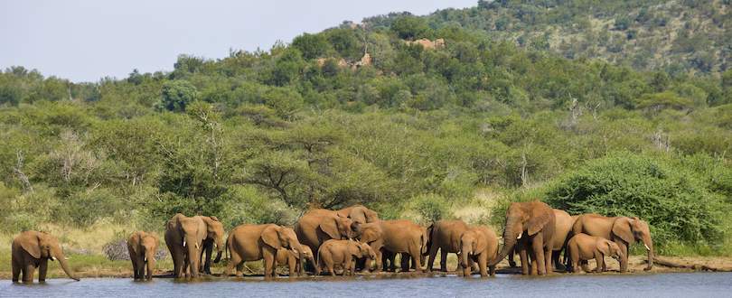 Elephants in Madikwe Game Reserve.