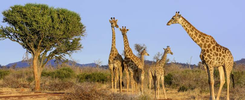 Madikwe Game Reserve giraffes.