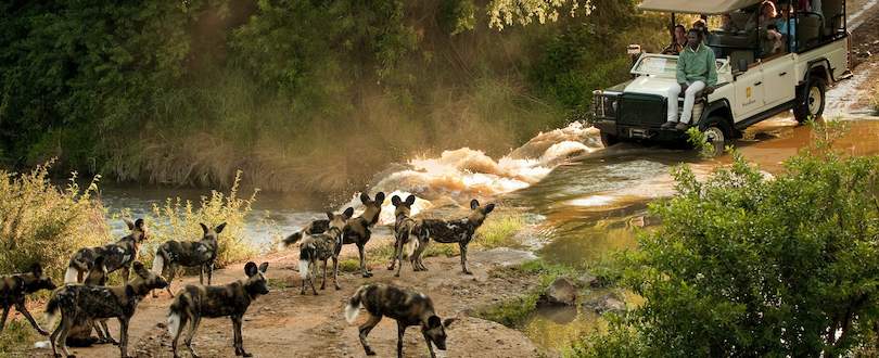 Madikwe Game Reserve wild dogs.