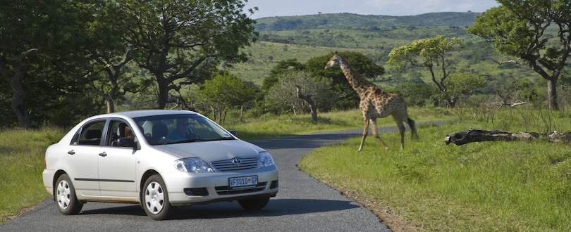 Self-Drive Safari in Madikwe Game Reserve.