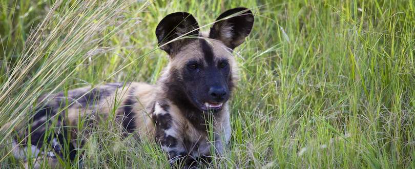 Madikwe Game Reserve wild dog.
